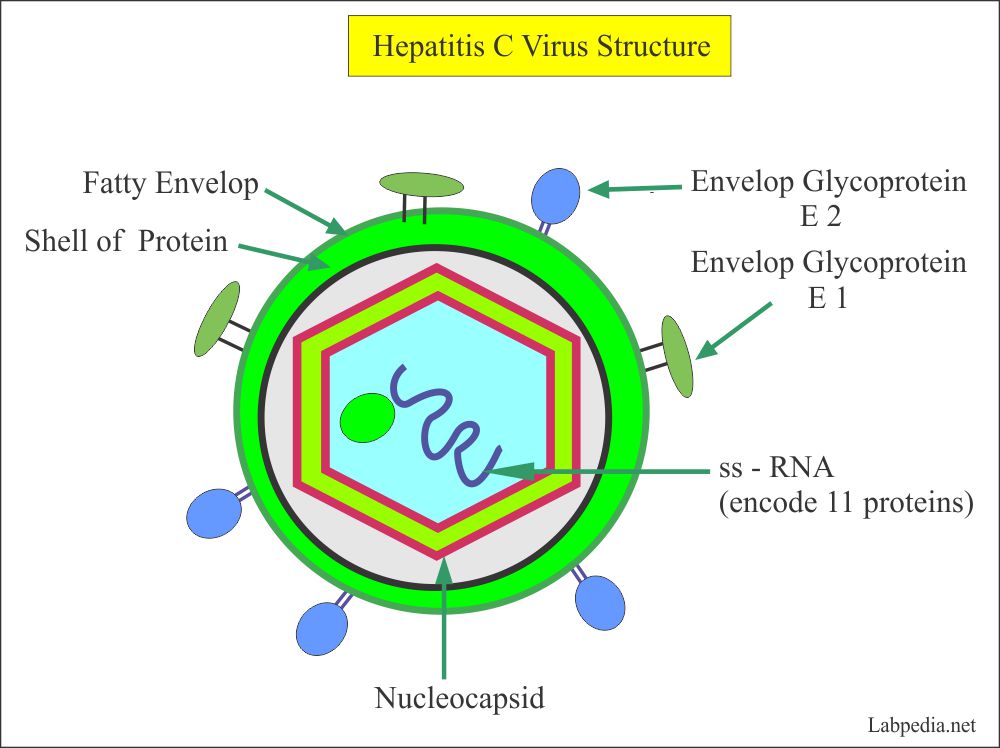 HCV-strurure