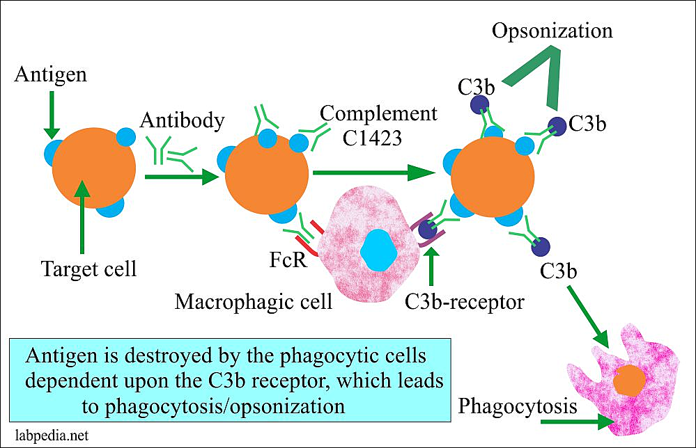 type II hypersensitivity reactions