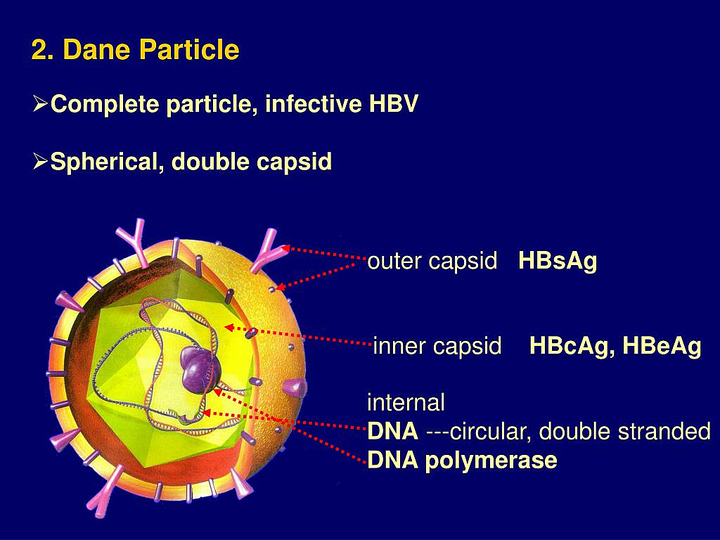 hepatitis B virus