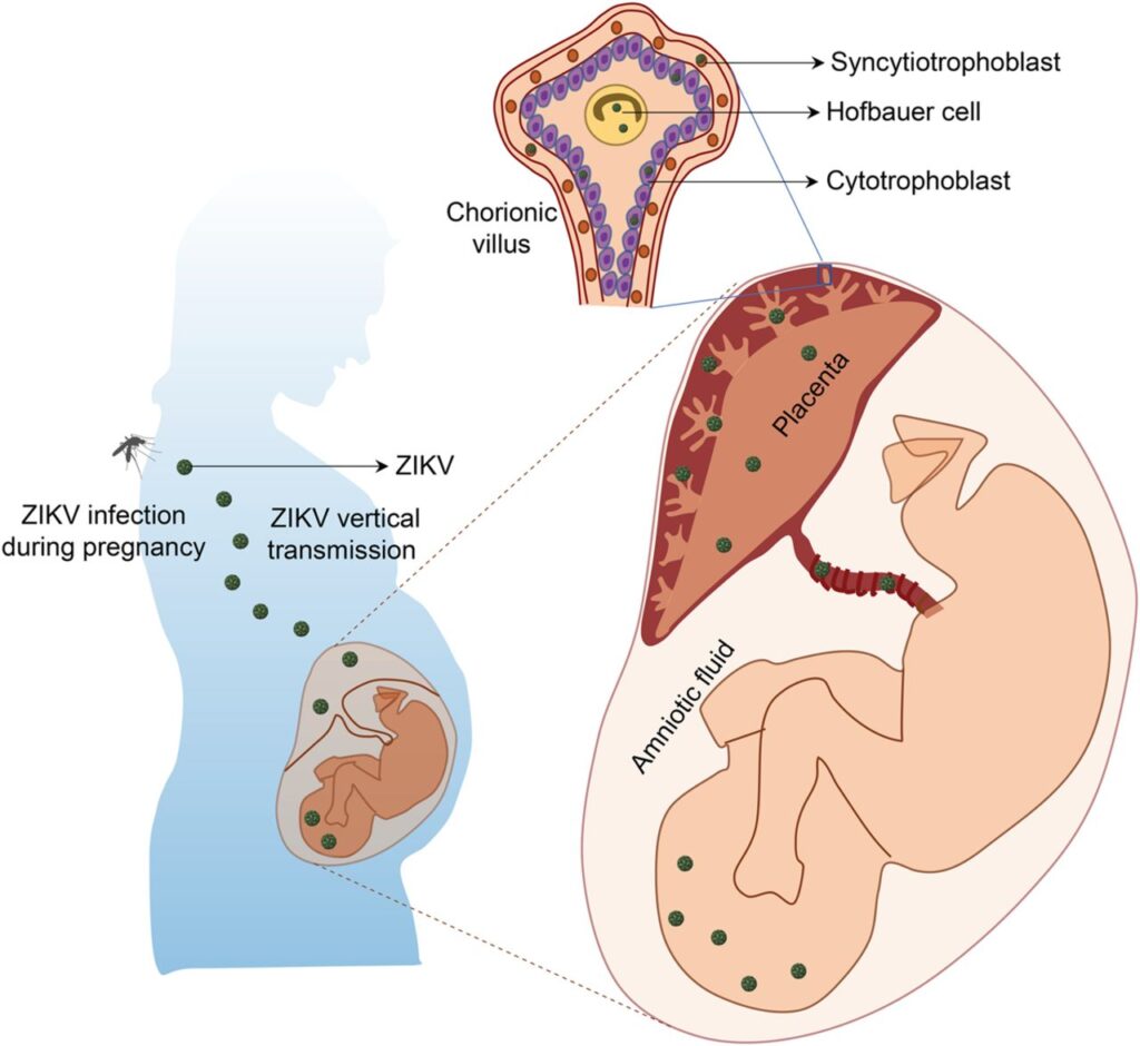 drug transfer from placenta