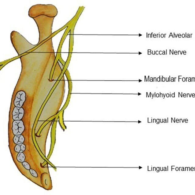 Anatomy of inferior alveolar nerve